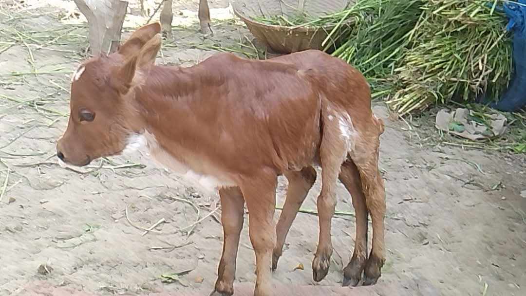 হোমনায় ছয় পা বিশিষ্ট গরুর বাছুরের জন্ম
