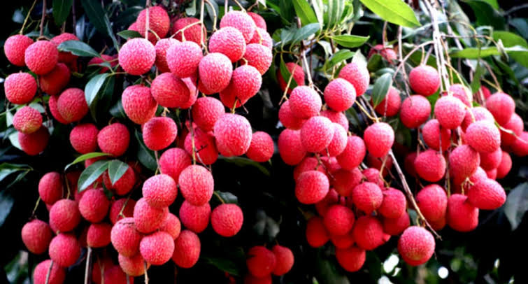 লিচু খাওয়ার আগে একটু জানুন
