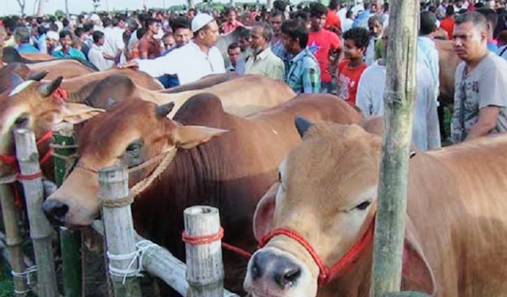 ভারতীয় গরু না থাকায় স্বস্তি, ছোট ও মাঝারি গরুর চাহিদা বেশি