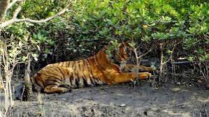 সুন্দরবনে বাড়ছে বাঘের সংখ্যা