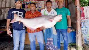 পদ্মার এক পাঙাশ ৬৭ হাজার টাকায় বিক্রি