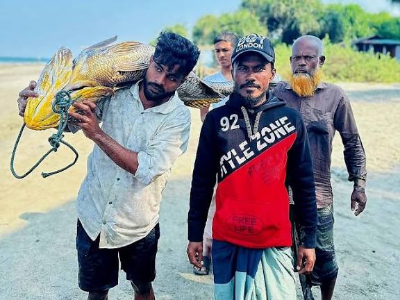 সেন্ট মার্টিনে ধরা পড়লো ৩৩ কেজির কালো পোপা, দাম ৭ লাখ